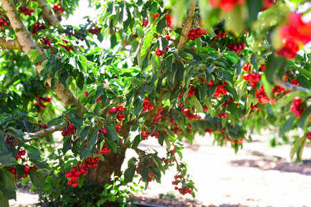 Ripe cherries on tree branches in cherry orchardの写真素材