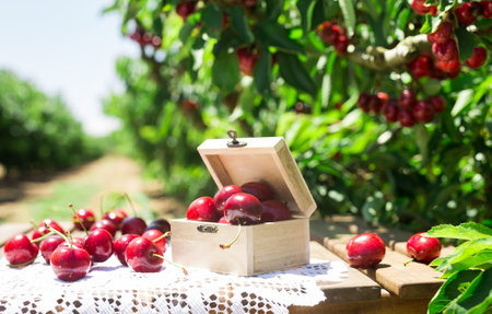 Still life of cherries in wooden box on table in gardenの写真素材