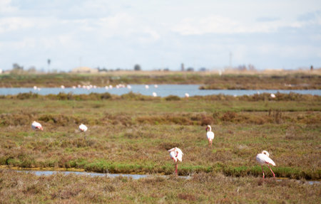 Flamingo birds walk on the dam of the riverの写真素材
