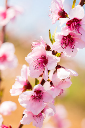 Close up of pink blossoming peach flowersの写真素材