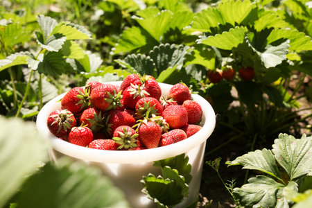 Ripe strawberries grow in a meadow in the gardenの写真素材