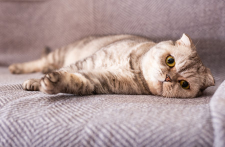 Calm relaxed gray scottish fold cat lies on gray sofaの写真素材