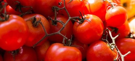 Lots of tomatoes on a branch on counterの写真素材