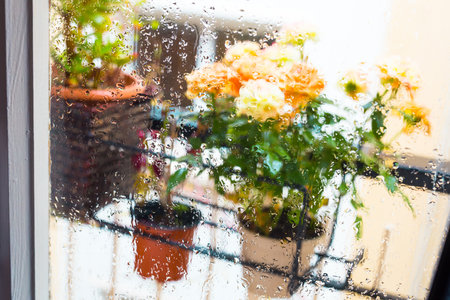 Rose bush in a flower pot on balkon during the rainの写真素材
