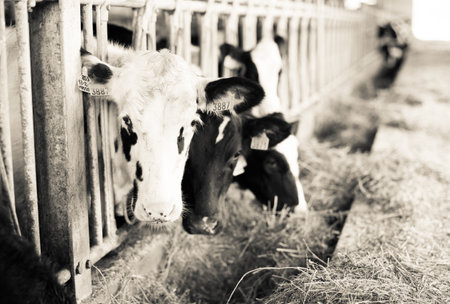 Cow chewing food on farmの写真素材