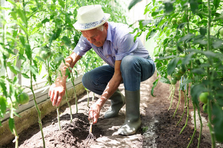 Farmer caring for tomato sprouts in a greenhouseの写真素材