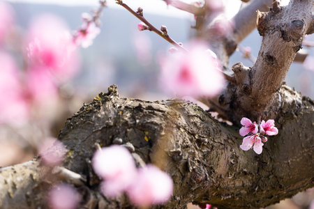 Peach flowering trees in gardens in springの写真素材