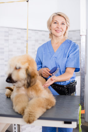 Professional combing puppy in hairdresserの写真素材