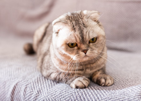 Gray scottish fold posing on gray couchの写真素材