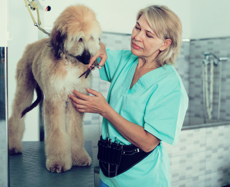 Woman hairdresser cuts Afghan puppy Shepherd in beauty salon for animalsの写真素材