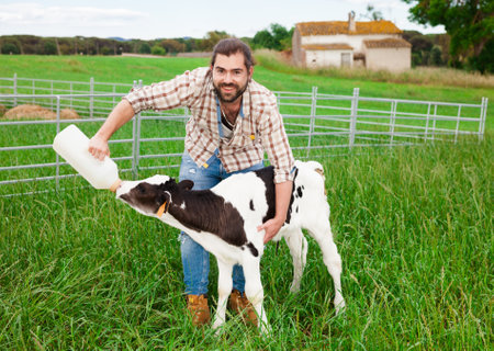 Man feeding newborn calf on grass pastureの写真素材
