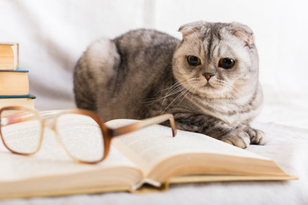 Stack of books, glasses and Scottish catの写真素材