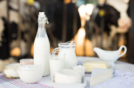 Milk, cottage cheese, cream, cheese on table against background of cowsの写真素材