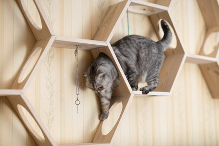 Cute gray tabby scottish fold cat playing on special wooden wall shelfの写真素材
