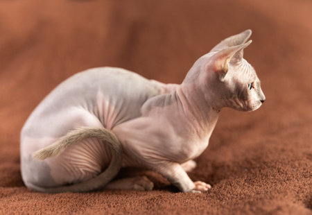 Portrait of sphinx cat on brown backgroundの写真素材