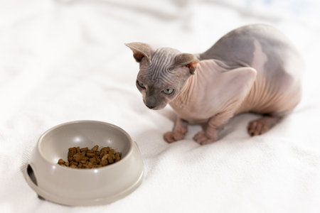Portrait of sphinx cat with bowl of food