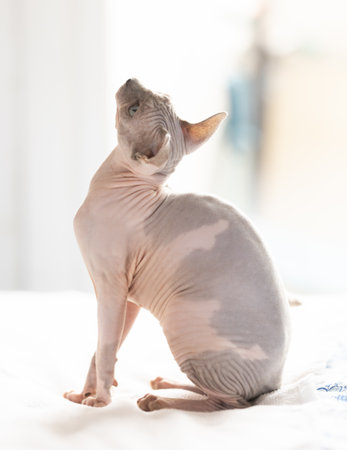 Portrait of sphinx cat on white backgroundの写真素材