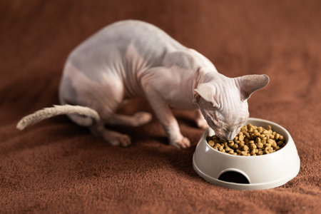 Portrait of sphinx cat with bowl of foodの写真素材