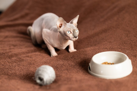 Cute sphynx cat plays with a ball of yarn on soft blanket