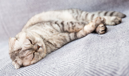 Gray scottish fold posing on gray couchの写真素材