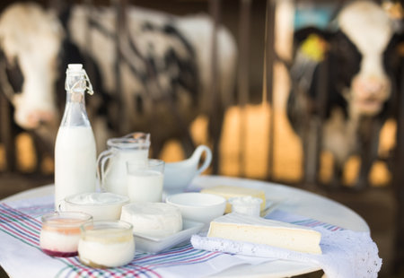 Dairy products on table against the background of herd of cows in barnの写真素材