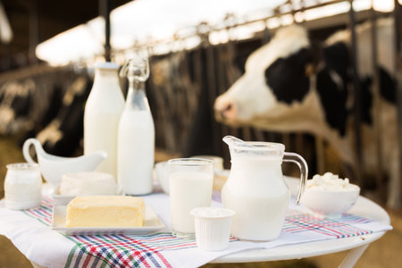 Milk, cottage cheese, cream, cheese on table against background of cowsの写真素材