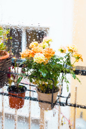 Rose bush in a flower pot on balcony during the rainの写真素材