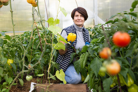 Mature woman is picking of yellow pepper in hothouseの写真素材