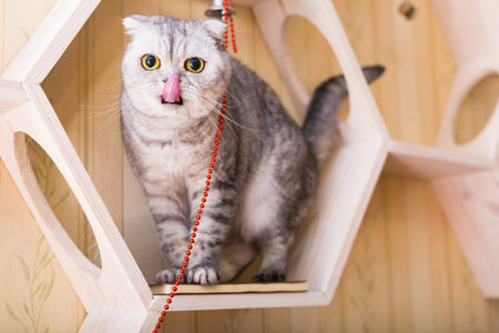 Cute gray scottish fold cat playing on wooden wall shelfの写真素材