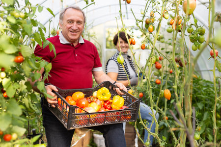 Old man and woman happily harvesting vegetables in greenhouseの写真素材