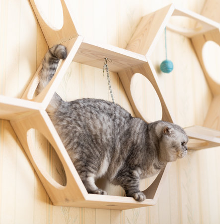 Cute gray tabby scottish fold cat playing on special wooden wall shelfの写真素材