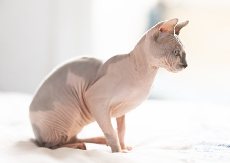 Portrait of sphinx cat on white backgroundの写真素材