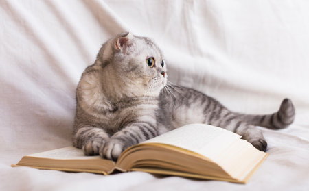 Interested cat lying near open book on white backgroundの写真素材