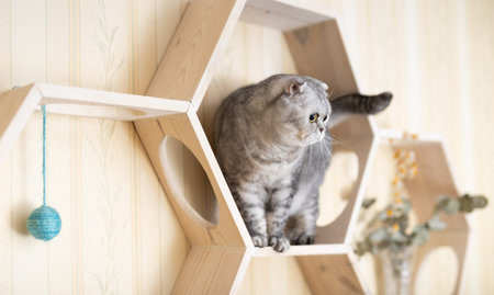 Inquisitive young gray scottish fold cat sitting on wall mounted wooden shelf, watching around curiouslyの写真素材
