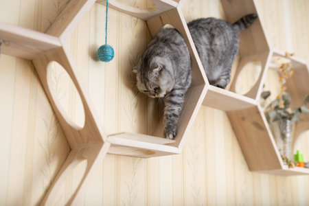 Inquisitive young gray scottish fold cat sitting on wall mounted wooden shelf, watching around curiouslyの写真素材