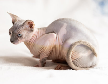 Cute sphynx cat 8 months on sofa. Friendly petの写真素材