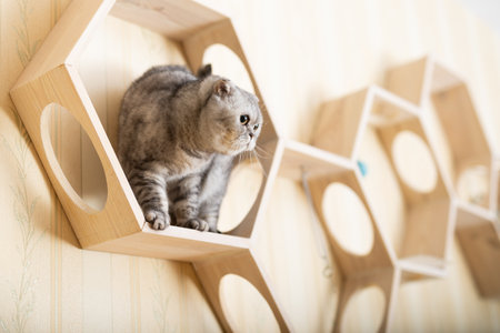 Playful young gray scottish fold cat interested with hanging beads while walking on wall mounted wooden shelfの写真素材