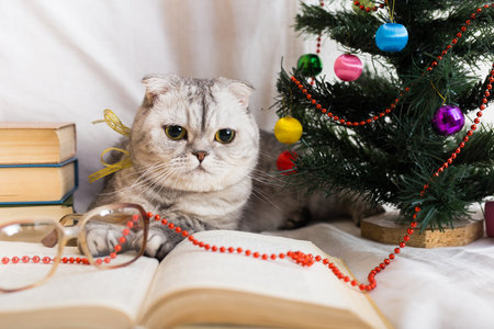 Curious gray cat lying next to books and Christmas treeの写真素材