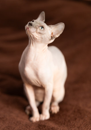 Portrait of sphinx cat on brown backgroundの写真素材