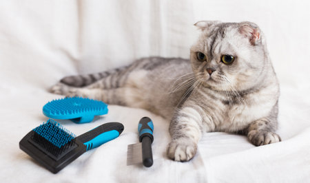 Gray cat lying next to brushes and combs for pet groomingの写真素材