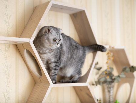 Cute gray tabby scottish fold cat playing on special wooden wall shelfの写真素材
