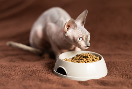 Sphynx cat eats dry food from bowlの写真素材