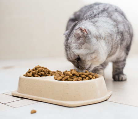 Scottish cat eats cat food from a bowlの写真素材