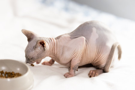 Eight-month-old Canadian Sphynx kitten sits on soft blanket next to feeding bowl.の写真素材