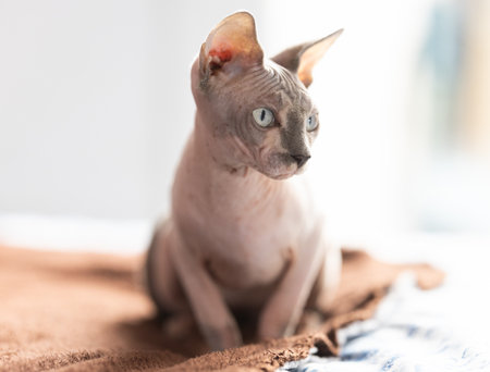 Hairless domestic pet, kitten of Sphynx breedの写真素材