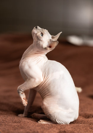 Hairless domestic pet, kitten of Sphynx breedの写真素材