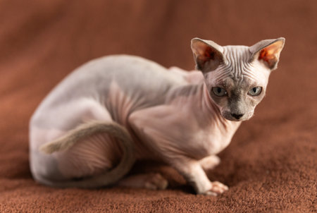 Portrait of sphinx cat on brown backgroundの写真素材
