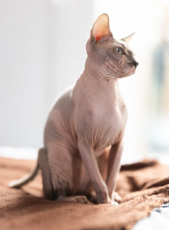 cat and sphinx concept - bald sphinx cat on on soft blanketの写真素材