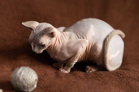 Purebred pedigree hairless domestic pet, kitten of Sphynx breedの写真素材