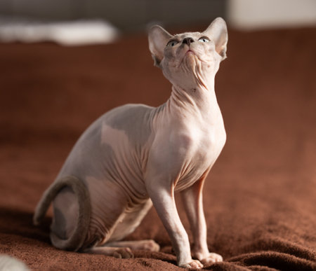cat and sphinx concept - bald sphinx cat on on soft blanketの写真素材
